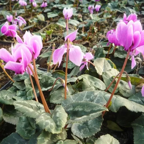 Cyclamen hederifolium 'Amaze me Pink',