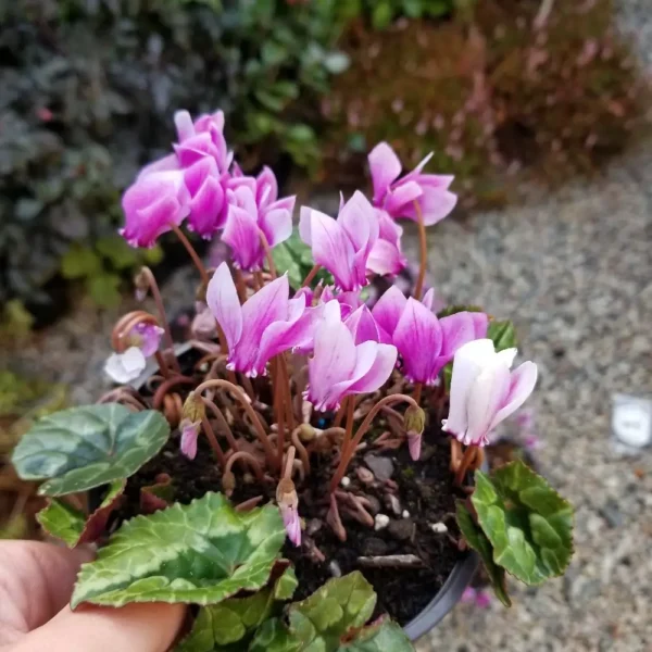 Cyclamen hederifolium 'Amaze me Pink', 1 litre container