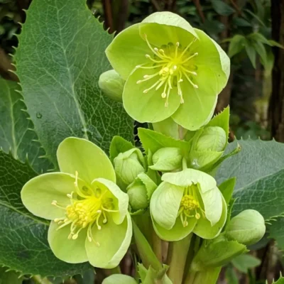 <em>Helleborus argutifolius</em>