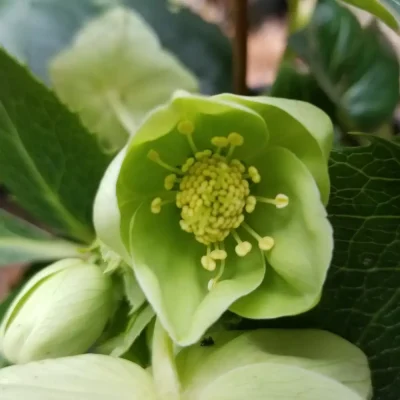 <em>Helleborus argutifolius</em>
