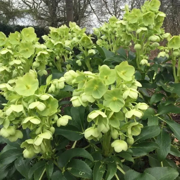 Helleborus argutifolius