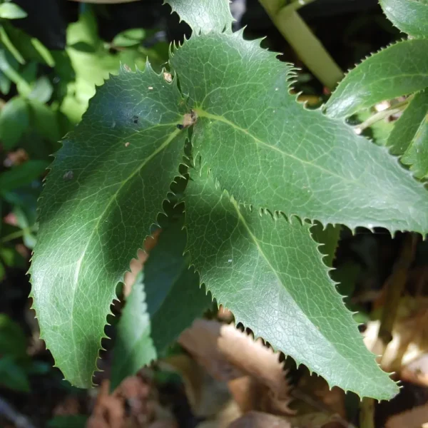 Helleborus argutifolius