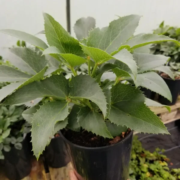 Helleborus argutifolius, three-litre container