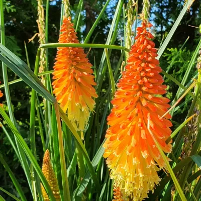 <em>Kniphofia uvaria</em>