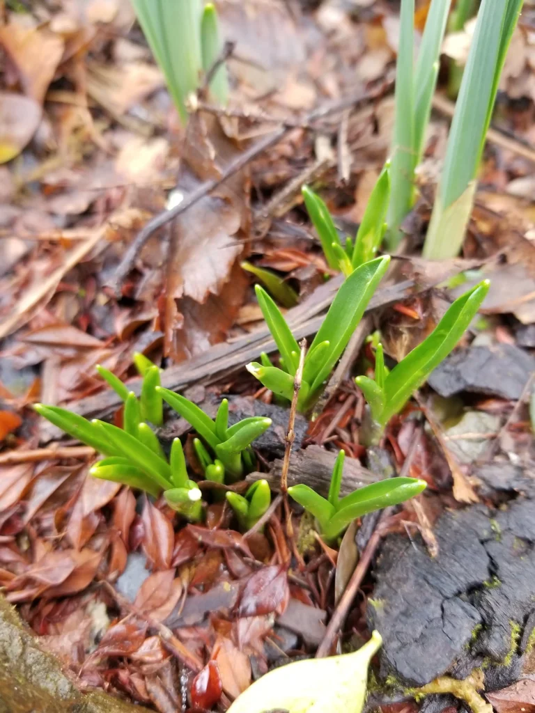 Bulbs emerging in the garden