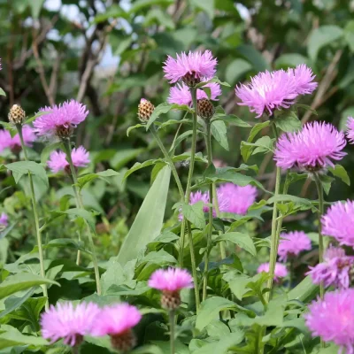 <em>Centaurea dealbata</em>