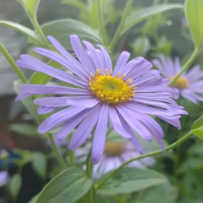 <em>Eurybia x herveyi</em> 'Twilight'