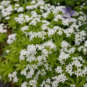 <em>Galium odoratum</em>