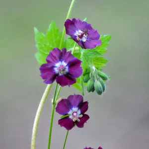 <em>Geranium phaeum</em>
