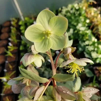 <em>Helleborus x sternii</em>