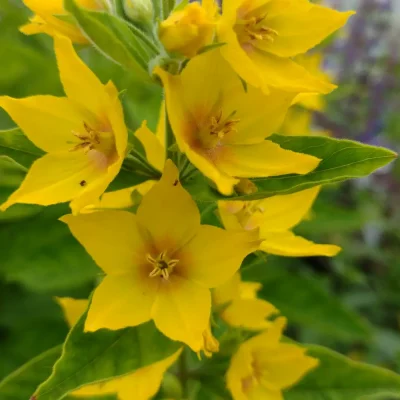 <em>Lysimachia punctata</em>