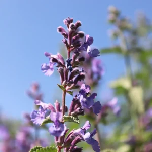 Nepeta mussinii