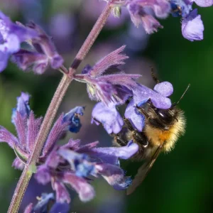 Nepeta racemosa 'Walker's Low'