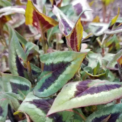 <em>Persicaria runcinata</em> 'Purple Fantasy'