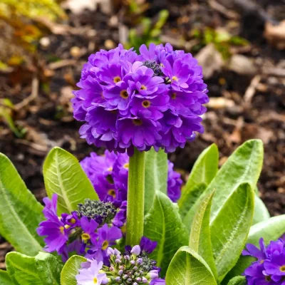 <em>Primula denticulata</em>