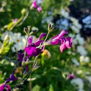 Salvia 'Nachtvlinder'