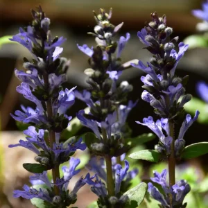 Ajuga reptans 'Chocolate Chip'