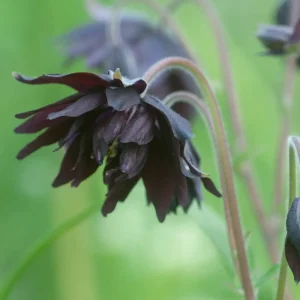 Aquilegia vulgaris 'Black Barlow'
