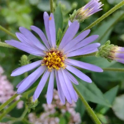 <em>Aster ageratoides</em> 'Asran'
