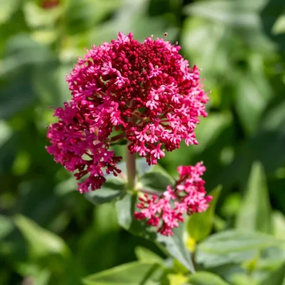 <em>Centranthus ruber</em>