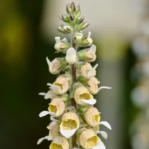 Digitalis lanata 'Cafe Creme'