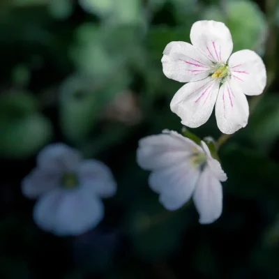 <em>Erodium x variabile</em> 'Bishops White' (2 x 1 litre plants)