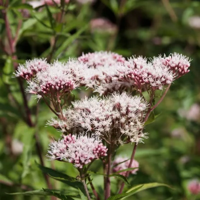 <em>Eupatorium cannabinum</em>