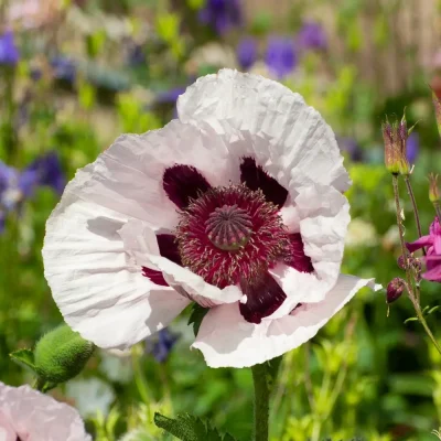<em>Papaver orientale</em> 'Checkers'