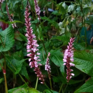 Bistorta amplexicaulis 'Rosea'