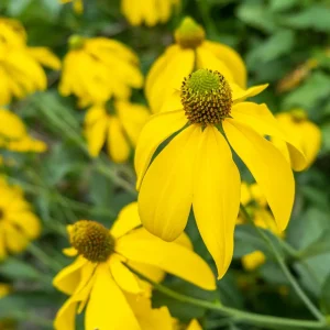 Rudbeckia laciniata 'Herbstsonne'