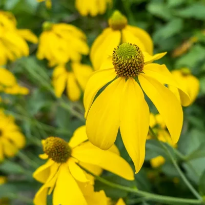 <em>Rudbeckia laciniata</em> 'Herbstsonne' / 'Autumn Sun' (Tall Coneflower)