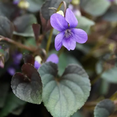 <em>Viola riviniana</em> Purpurea Group (2 x 1 litre plants)