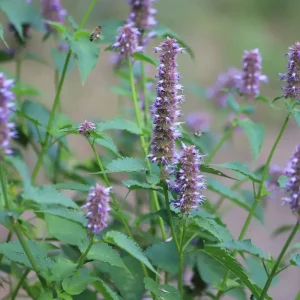 Agastache rugosa