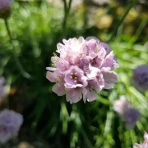 Armeria maritima