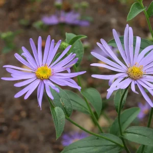 Aster x frikartii 'Mönch'