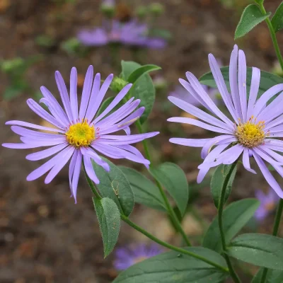 <em>Aster x frikartii</em> 'Mönch'