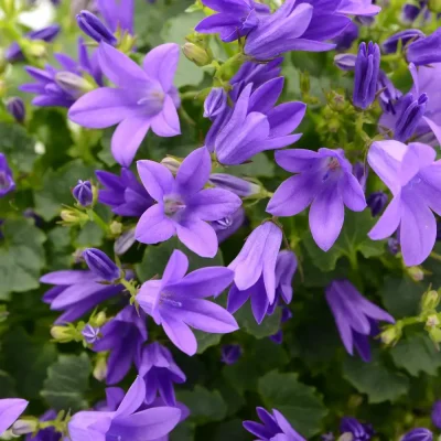 <em>Campanula poscharskyana</em>
