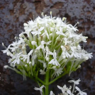 <em>Centranthus ruber</em> 'Snowcloud'