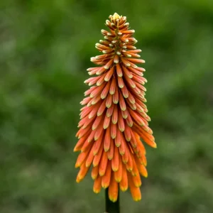 Kniphofia 'Alcazar'
