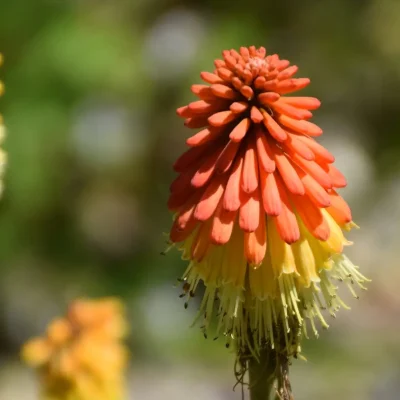 <em>Kniphofia rooperi</em>