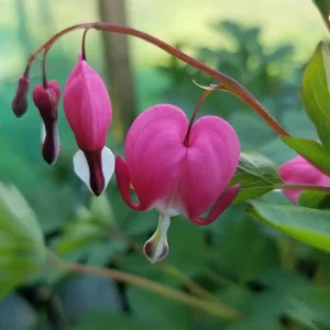 Lamprocapnos spectabilis