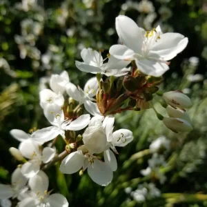 Libertia grandiflora