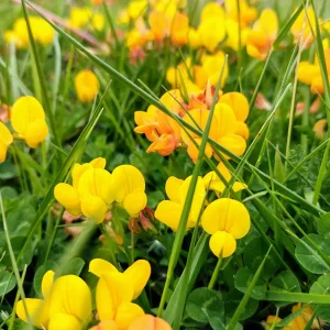 Lotus corniculatus