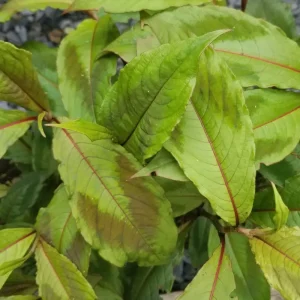 Persicaria virginiana 'Compton's Form'