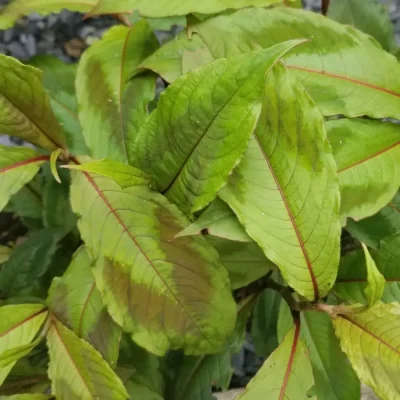 <em>Persicaria virginiana</em> 'Compton's Form'