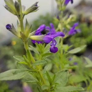 Salvia greggii 'Purple Queen'