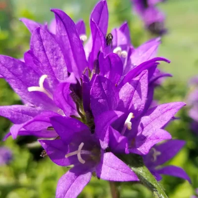 <em>Campanula glomerata</em> <style="text-transform:lowercase>var. </style><em>dahurica</em>