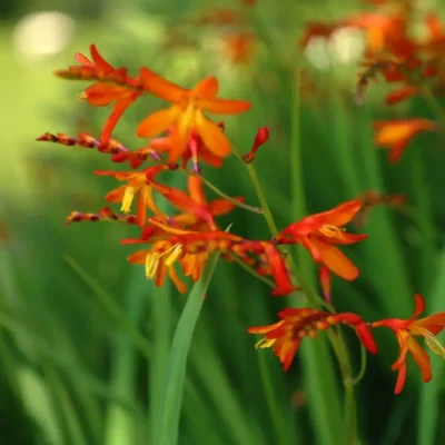 <em>Crocosmia</em> 'Carmine Brilliant'