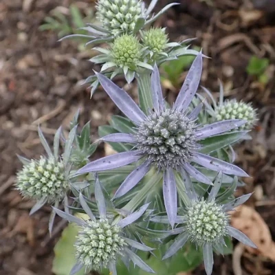 <em>Eryngium planum</em> 'Blue Hobbit'
