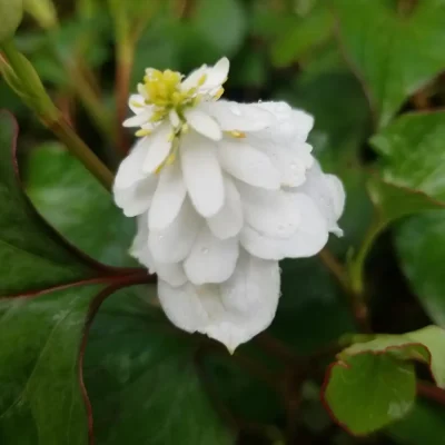 <em>Houttuynia cordata</em> (2 x 1 litre plants)